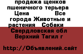 продажа щенков пшеничного терьера › Цена ­ 35 000 - Все города Животные и растения » Собаки   . Свердловская обл.,Верхний Тагил г.